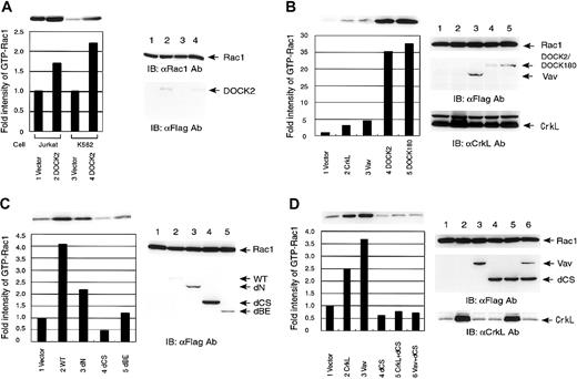 Fig. 4. Analysis of the activation of Rac1 by pull-down assay using PAK2-RBD. / (A) Activation of endogenous Rac1 in Jurkat and K562 cells. Jurkat and K562 cells were transfected with either empty vector or pCXN2-Flag-DOCK2, and drug-resistant cells were lysed and incubated with GST-PAK2-RBD and glutathione-Sepharose beads. The bound proteins were separated by SDS-PAGE and analyzed by immunoblotting with anti-Rac1 mAb (top and right panels). Expression of DOCK2 proteins was examined by immunoblotting by anti-Flag mAb (right panels). The intensities of precipitated Rac1 were measured and are depicted as a bar graph comparing each with the value of vector control as 1.0. (B-D) The 293T cells were transfected with pCXN2-Flag-Rac1. Expression vectors for the proteins are indicated at the bottom. Cells were lysed and incubated with GST-PAK2-RBD and glutathione-Sepharose beads. The bound proteins were separated by SDS-PAGE and analyzed by immunoblotting with anti-Flag mAb (top panel and bottom graph). Expression of transfected proteins was examined by immunoblotting by anti-Flag mAb for Vav, DOCK2, and DOCK180, and by anti-CrkL Ab (right panels). The intensities of precipitated Rac1 were measured and are depicted as a bar graph comparing each with the value of vector control as 1.0. Panel B shows activation of Rac1 by CrkL, Vav, DOCK2, DOCK180; panel C, activation of Rac1 by DOCK2 and its truncated mutants; and panel D, suppression of CrkL- and Vav-induced Rac1 activation by the DOCK2 dCS mutant.