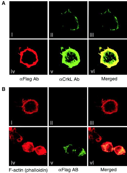 Fig. 5. Colocalization of DOCK2 with CrkL and F-actin in the hematopoietic cell line. / Jurkat cells were transfected with expression vectors of both CrkL and DOCK2 (panels Aiv-v), of DOCK2 (panels Biv-v), or vector alone (panels Ai-ii,Biv-v), and at 24 hours after transfection, cells were plated on fibronectin-coated slides and fixed with paraformaldehyde. Localization of CrkL and DOCK were analyzed by anti-CrkL (panels Aii,v) and anti-Flag Abs (panels Ai,iv,Bii,v), respectively. F-actin was visualized by phalloidin conjugated with Alexa-594 (panels Bi,iv). Cells were observed with laser scanning confocal microscopy, and merged images are displayed (panels Aiii,vi,Biii,vi). Original magnification × 400.
