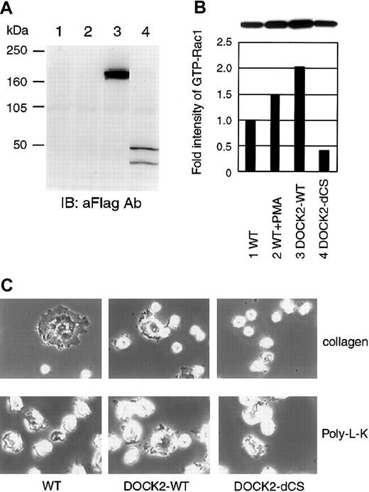 Fig. 6. Establishment of Jurkat cell line stably expressing DOCK2 and DOCK2-dCS. / (A) Expression levels of DOCK2 of proteins were examined by immunoblotting with anti-Flag mAb. Lane 1, parental Jurkat cells; lane 2, Jurkat cells with vector control; lane 3, Jurkat cells with DOCK2-WT; lane 4, Jurkat cells with DOCK2-dCS. (B) Measurement of active form of Rac1 using established cell lines. For the positive control, Jurkat cells were preincubated with phorbol 12-myristate 13-acetate (PMA; Sigma) (1 μM) for 10 minutes. Cells were lysed and incubated with GST-PAK2-RBD and glutathione-Sepharose beads. The bound proteins were separated by SDS-PAGE, and endogenous Rac1 was detected by immunoblotting with anti-Rac1 mAb (B&D Transduction Laboratories). The intensities of precipitated Rac1 were measured and are depicted as a bar graph comparing each with the value of nontransfected control as 1.0. (C) Assessment of cell adhesion. Cells were plated on collage type I–coated (top panels) or poly-L-lysine–coated (bottom panels) dishes, and incubated at 37°C for 20 minutes. Cells were fixed with 4% paraformaldehyde for 10 minutes at room temperature and observed by phase contrast microscopy. Original magnification × 400.