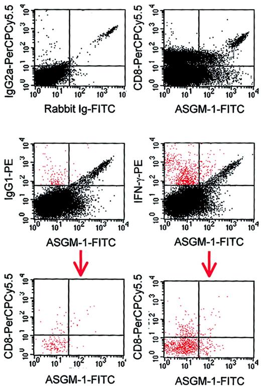 Fig. 2. α-ASGM-1 treatment predominantly targets NK cells but not activated T cells. / Splenocytes from naive mice or those from tumor-bearing mice 8 days after tumor injection, either immunocompetent or α-ASGM-1–treated, were collected. Splenocytes from immunocompetent tumor-bearing mice were restimulated in vitro 8 days after tumor injection with irradiated cancer cells for 3 days and subsequently treated with 1 μg/mL PMA and 1 ng/mL ionomycin for 5 hours, including GolgiPlug (BD Biosciences) during the final 4 hours. Viable cells were surface-labeled with α-CD8–PerCPCy5.5 and α-ASGM-1/FITC-conjugated α-rabbit IgG, fixed and permeabilized, stained intracellularly with α-IFN-γ–PE, and analyzed by FACS. The 2 upper panels represent total spleen cultures, the lower panel represents the gated IFN-γ+ population (indicated in red).