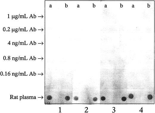 Fig. 3. No immune reaction against the injected antibodies was observed. / Anti-OB-R (a) and irrelevant (anti–human casein) mAbs (b) were diluted 5-fold from the treatment concentration of 1 μg/mL, and 5 μL of the different dilutions were applied on nitrocellulose membranes. Rat plasma was used as positive control. The membranes were incubated with pooled plasma from 3 BN rats given the irrelevant mAb (1), or from 3 BNML rats given anti–OB-R (2), or from 3 leukemic fa/farats given anti-Ob-R (3), or buffer as negative control (4).