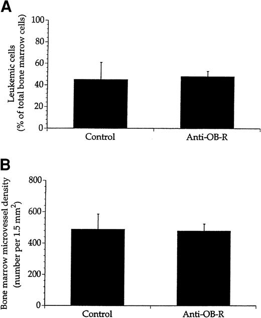 Fig. 6. No effect of anti–OB-R on leukemic cell growth or angiogenesis in bone marrow of rats with deficient leptin receptors. / Leukemic fa/fa rats were either not injected (control) or injected with anti–OB-R. Nucleated cells and histologic sections from bone marrows of these rats were then examined for the number of leukemic cells (A) and microvessel density (B). Values represent means + SEM; n = 8 rats.
