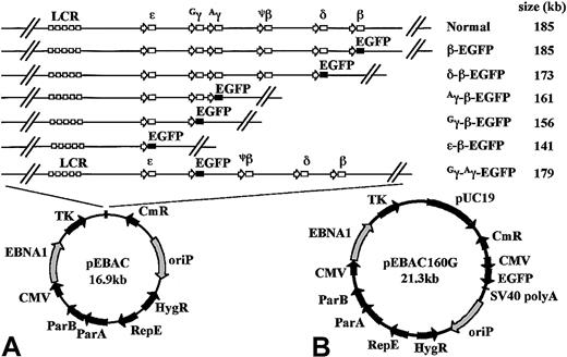 Fig. 1. Schematic representation of the EGFP-modified β-globin EBACs used in this study. / (A) An EGFP-Neo/Kan expression cassette starting with the first codon of the EGFP gene and finishing with the last codon of the Neo/Kan gene was inserted by GET Recombination between the start codon of either the β-, δ-, Aγ-, Gγ-, or ε-globin genes and the termination codon of the β-globin gene, in the 185-kb genomic insert of pEBAC/148β which contains the intact β-globin locus. This created a series of deletions ranging in size from 1.4 kb to 44 kb, while placing the EGFP gene under the regulatory elements of the corresponding gene in the context of the β-globin locus. In the Gγ-Aγ-EGFP construct, the EGFP-expression cassette was inserted between the start codon of theGγ- and the stop codon of the Aγ-globin gene, with the deletion of all intervening genomic sequences. The approximate size of the resulting genomic insert in each construct is indicated. The genomic insert in each construct was maintained as a single NotI fragment in the rare multicloning site of the pEBAC vector. (B) The complete pEBAC160G cloning vector containing a modified pUC19 in the multicloning site and the EGFP reporter gene driven by the cytomegalovirus early promoter on the backbone of the vector.