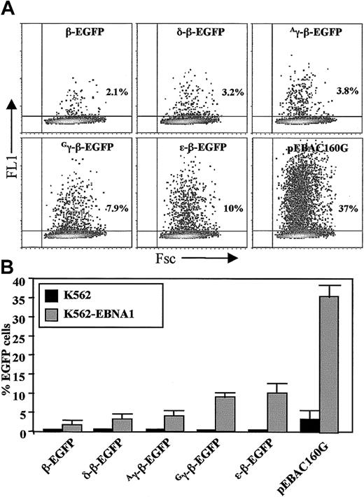 Fig. 2. Analysis of EGFP expression by transiently transfected K562-EBNA1 cells. / (A) Dot plot analysis of K562-EBNA1 cells transiently transfected with EGFP-modified globin EBACs and the pEBAC160G vector, as indicated. Flow cytometric analysis was carried out 2 days following transfection. The total number of EGFP-positive cells was expressed as a percentage of the total number of viable cells. (B) Comparison of K562 and K562-EBNA1 cells after transient transfection with EGFP-modified β-globin EBACs and the pEBAC160G vector as in panel A. The data represent the means ± SD of 3 independent experiments.