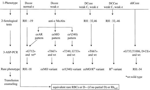 Fig. 3. Process to distinguish rare RhCE phenotypes associated with a risk of immunization. / Three steps are proposed: (1) routine phenotype, (2) serological studies with anti-e MoAbs or human sera, and (3) ASP-PCR to detect mutations correlated to the serological profile as shown in this study. Wild-type ASP-PCR is also performed to determine zygosity. The ceAR phenotype can be detected in the category of Dccee phenotypes with normal Rhe or with depressed Rhe, depending of the routine reagents used. For DCcee phenotypes with decreased expression of C and e antigens, expression of RH32 and specific mutation of theceMO allele indicates the composite heterozygousceMO/RN genotype. When there is a decreased expression of both C and e antigens within a DCCee phenotype, serological testing is sufficient to detect RH:32,-46. For the ddCcee phenotype, few serological alterations are exhibited in the RH:−34 individuals. Therefore, an ASP-PCR to detect the altered(C)ces haplotype would be straightforward. In all cases, rare blood has to be provided if transfusion is needed. The case of DccEe with depressed Rhe has not been considered because rather common DccEE units can be transfused to avoid anti-e immunization or immunohemolytic reaction when anti-e is already produced.