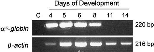 Fig. 1. Expression of the απ-globin gene during development in chicken erythroid cells. / Ten nanograms of RNA was used for RT-PCR analysis. Lane C indicates “control” lane with no template. To control for loading and RNA integrity, RT-PCR analysis was carried out with β-actin primers.