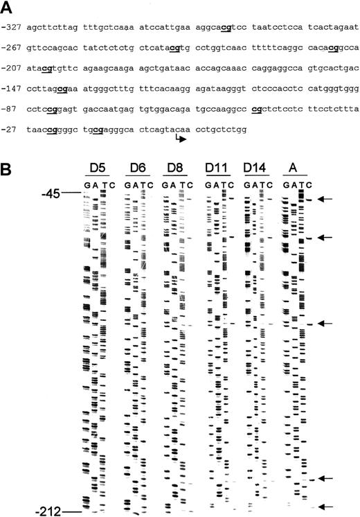 Fig. 2. Methylation pattern of CpG dinucleotides in the chicken απ-globin gene promoter. / (A) The chicken απ-globin gene promoter sequence. The bent arrow indicates the transcription start site. CpG dinucleotides are in bold and underlined. (B) Methylation analysis of the chicken απ-globin gene promoter in primary erythroid cells during development. Arrows indicate cytosine residues at CpG dinucleotides. These cytosines have been completely converted to thymidines (indicating unmethylated cytosines) in DNA from day 5 embryonic erythroid cells. Progressive failure of conversion to thymidines (indicative of methylation) is seen during development, and DNA derived from adult erythroid cells shows methylated cytosines.