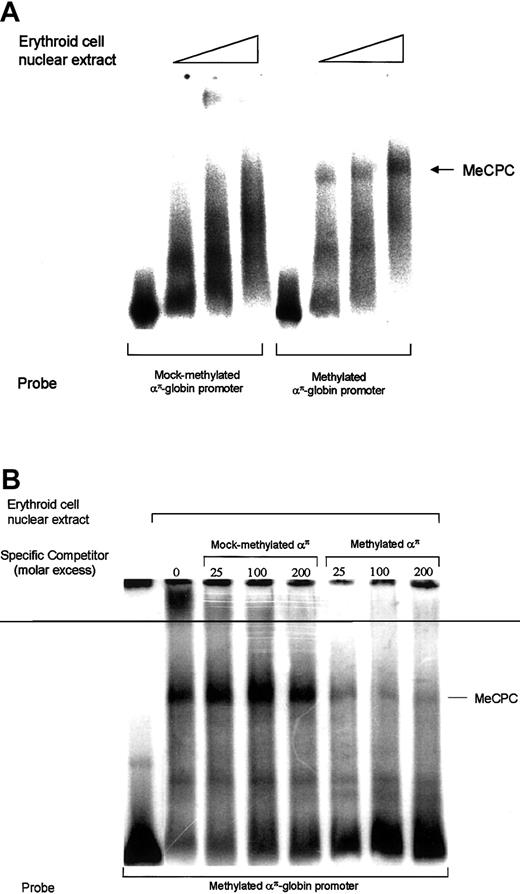 Fig. 4. Methylated απ-globinpromoter interacts with MeCPC. / (A) A 32P-labeled mock-methylated or methylatedαπ-globin probe was incubated with increasing amounts of primary erythroid cell nuclear extract, followed by agarose gel electrophoresis and autoradiography. (B) EMSA analysis of MeCPC competition in erythroid cell nuclear extract. A32P-labeled methylated απ-globinprobe was incubated with nuclear extract from 11-day avian erythroid cells with increasing molar excess of mock-methylated or methylatedαπ-globin fragment, as indicated above each lane, followed by agarose gel electrophoresis and autoradiography.