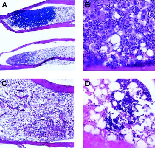 Fig. 4. Hematopoiesis in the bone marrow, 14 days after transplantation. / (A) Appearance of bones following transplantation of Rholowcells (original magnification, × 20). (B) Dense megakaryocyte cluster, following transplantation of Rholow cells (original magnification, × 200). (C) Empty marrow, 14 days after transplantation of Rhohigh progenitors (original magnification, × 100). (D) Small erythroblastic colony in the marrow of animal 14 days following transplantation of Rhohighprogenitors (original magnification, × 200). Controls consisted of healthy animals and irradiated animals that did not receive a transplant.