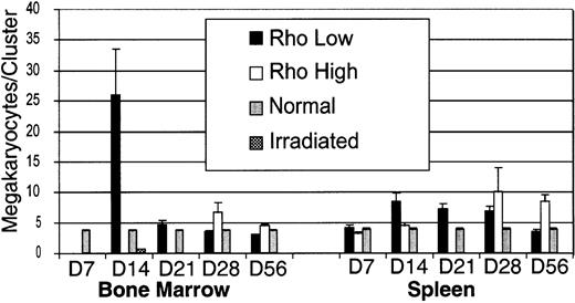 Fig. 7. Size of megakaryocyte clusters in the bone marrow and spleen after transplantation. / Data are mean ± SEM.