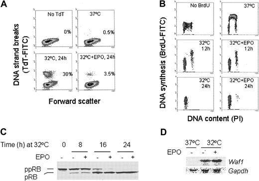 Fig. 1. EPO suppresses p53-dependent apoptosis. / (A) TUNEL assay of DP16.1/p53ts cells grown at 37°C or at 32°C for 24 hours, with or without EPO (1 U/mL). Apoptotic cells were identified by their fluorescence (TdT-FITC) after the fragmented DNA was labeled with biotin-dUTP and avidin-FITC. The numbers shown in each panel represent the percentage of total cells undergoing apoptosis. (B) Pulse labeling with BrdU to detect DNA synthesis. DP16.1/p53ts cells were cultured at 37°C or at 32°C for 12 hours, or 24 hours with or without EPO and then labeled with BrdU for 30 minutes to detect cells undergoing DNA synthesis. Cells were fixed and incorporated BrdU was detected with FITC-conjugated BrdU antibody. BrdU-FITC staining indicates active DNA synthesis and PI staining reveals the DNA content and. hence, the cell cycle position of a cell. (C) DP16.1/p53ts cells were cultured at 32°C for the time periods indicated in the presence or absence of EPO. Cell extracts were prepared and subjected to SDS-PAGE and Western blotting for pRB protein. ppRB indicates hyperphosphorylated RB; pRB, hypophosphorylated RB. (D) Northern blot for Waf-1 mRNA expression. Total RNA was extracted from DP16.1/p53ts cells grown at 37°C or at 32°C for 16 hours with or without EPO. Then 10 μg RNA from each sample was separated on a 1% agarose gel containing formaldehyde and transferred to a nylon membrane. The RNA blot was probed sequentially for Waf-1 andGapdh.