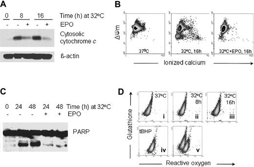 Fig. 2. EPO inhibits the release of cytochrome c, the decrease in mitochondrial membrane potential, and the activation of caspases associated with p53-dependent apoptosis. / (A) Cytosolic protein extracts were prepared from the DP16.1/p53ts cells that were cultured at 32°C for the time periods indicated with or without EPO. Proteins (30 μg) were fractionated by SDS-PAGE, immunoblotted separately with antibodies against cytochromec and β-actin, and visualized by enhanced chemiluminescence. (B) The mitochondrial membrane potential (ΔΨm) and free calcium content of DP16.1/p53ts cells cultured at 32°C in the presence or absence of EPO were measured by flow cytometry. (C) DP16.1/p53ts cells were cultured at 32°C in the presence or absence of EPO for the times indicated. Protein extracts were prepared and analyzed by SDS-PAGE and immunoblotting with anti-PARP antibodies. (D) The generation of ROS and glutathione content of DP16.1/p53ts cells cultured at 37°C or 32°C were measured by flow cytometry (i-iii). ROS production in DP16.1/p53ts cells in response to treatment with Tert-butyl-hydroperoxide is shown in panel iv (tBHP, 70 μM). Panel v represents an overlay of panels ii and iv.