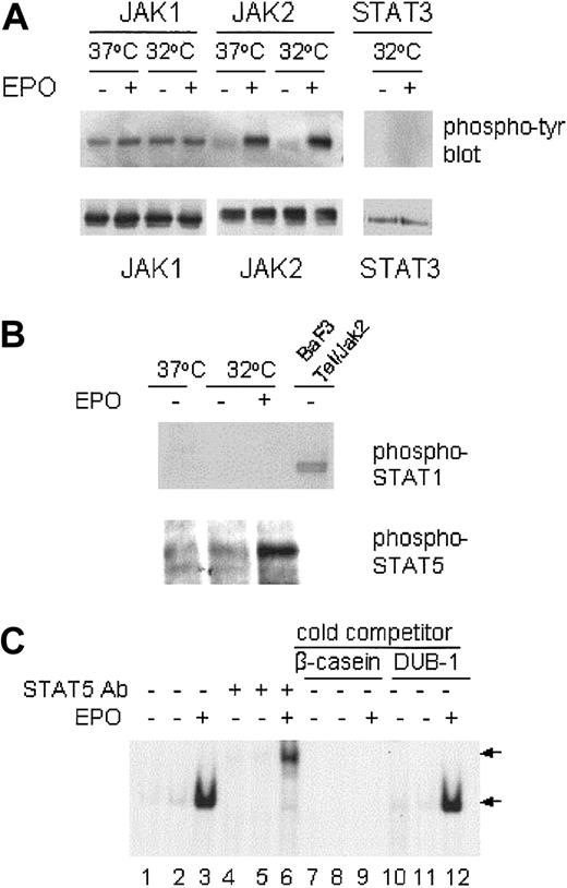 Fig. 3. JAK/STAT activation in response to EPO. / DP16.1/p53ts cells were cultured at 37°C or at 32°C for 12 hours, then treated with EPO for 15 minutes and lysed immediately for immunoprecipitation and Western blotting. (A) JAK1, JAK2, and STAT3 proteins were immunoprecipitated with specific antibodies and analyzed by Western blotting with antiphosphotyrosine antibodies. The same blots were stripped and reprobed with JAK1, JAK2, or STAT3 antibodies. (B) DP16.1/p53ts cells cultured as above were lysed and subjected to SDS-PAGE and Western blotting with phospho-specific antibodies against STAT1 or STAT5 (Tyr694). An extract prepared from BAF3 cells expressing a Tel-Jak2 fusion protein in which STAT1 is phosphorylated served as a positive control for the phospho-STAT1 antibody. (C) EMSA for STAT5 DNA-binding activity. DP16.1/p53ts cells were cultured at 37°C (lanes 1, 4, 7, and 10) or 32°C for 12 hours (lanes 2, 3, 5, 6, 8, 9, 11, and 12). Nuclear extracts were prepared and incubated with a radiolabeled oligonucleotide probe derived from the β-caseinpromoter. An antibody against STAT5 was included in the binding reaction in lanes 4 to 6. For competition analysis, a 50-fold molar excess of unlabeled β-casein oligonucleotide (lanes 7-9) or an unrelated DUB-1 promoter oligonucleotide (lanes 10-12) was added to the binding reaction. The DNA-binding complexes are indicated by the bottom arrow and the supershifted complexes are indicated by the top arrow.