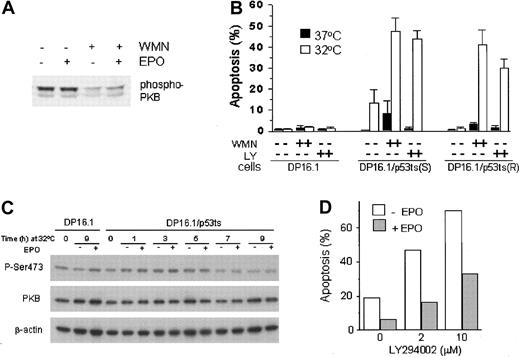 Fig. 5. The involvement of PI3′K/PKB signaling in p53-dependent apoptosis and in EPO-mediated cell survival. / (A) Constitutive activation of PKB in DP16.1/p53ts cells. DP16.1/p53ts cells were left untreated, treated with EPO alone (15 minutes), wortmannin (WMN, 100 nM for 60 minutes) alone, or with both (WMN for 60 minutes followed by EPO for 15 minutes). Cell extracts were prepared and analyzed by SDS-PAGE and immunoblotting with an antibody specific for phosphorylated PKB (Ser473). (B) Activated PI3′K limits p53-dependent apoptosis. Cells were cultured at 37°C or 32°C for 12 hours in the presence or absence of 100 nM wortmannin (WMN) or 5 μM LY294002 (LY). The percentage of cells that showed evidence of apoptosis was determined on the basis of morphology as described in “Materials and methods” and is presented as the mean ± SEM (n = 3). DP16.1, parental p53− cells; DP16.1/p53ts(S), sensitive subclone that undergoes p53-dependent apoptosis at 32°C; DP16.1/p53ts(R), resistant subclone that undergoes p53-dependent growth arrest but not apoptosis when cultured at 32°C. (C) EPO does not prevent reduction in the level of phosphorylated (Ser473) PKB. DP16.1/p53ts cells or parental DP16.1 cells were harvested at 0 to 9 hours (as indicated) after shifting to 32°C. Then, 50 μg whole cell lysate (in 2 × SDS-loading buffer) was applied to a polyacrylamide gel, separated by electrophoresis, and blotted onto a PDVF membrane. The membrane was immunoblotted sequentially with antiphosphoserine 473 PKB, total PKB (Cell Signaling), and β-actin (Sigma) antibodies. (D) EPO-mediated cell survival in the presence of LY294002. DP16.1/p53ts cells were cultured at 32°C for 12 hours. EPO and LY294002 were added to the cultures at the time of the temperature shift. The percentage of cells undergoing apoptosis was measured by the TUNEL assay.