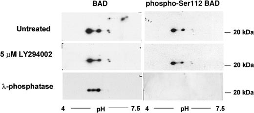 Fig. 6. BAD protein phosphorylation by the PI3′K/PKB pathway. / DP16.1/p53ts cells were left untreated or treated with LY294002 (5 μM) for 60 minutes. Cell extracts were prepared and analyzed by 2-dimensional gel electrophoresis followed by Western blot analysis as described in “Materials and methods.” A portion of the untreated DP16.1/p53ts extract was incubated with λ-phosphatase (20 U/μL) prior to isoelectric focusing in the first dimension and SDS-PAGE in the second dimension. BAD proteins were visualized by immunoblotting with antibodies against BAD or with phospho-specific antibodies recognizing Ser112-phosphorylated BAD.