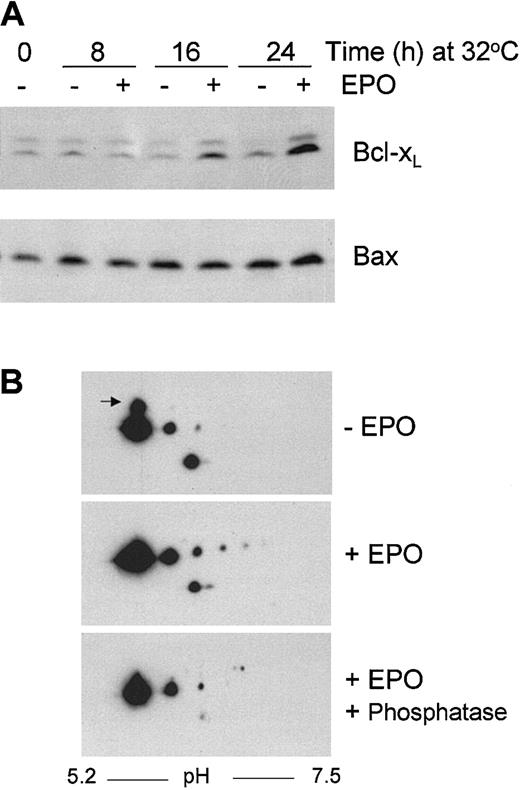 Fig. 7. Bcl-XL and Bax protein expression in DP16.1/p53ts cells. / (A) DP16.1/p53ts cells were cultured at 32°C in the presence or absence of EPO for the times indicated. Protein extracts were fractionated by SDS-PAGE and immunoblotted separately with antibodies against Bcl-XL and Bax. Proteins were visualized by enhanced chemiluminescence. (B) DP16.1/p53ts cells were cultured at 32°C in the presence or absence of EPO for 24 hours. Cell extracts were prepared and analyzed by 2-dimensional gel electrophoresis followed by Western blot analysis using antibodies against Bcl-XL. A portion of the extract prepared from the EPO-stimulated cells was incubated with λ-phosphatase (20 U/μL) prior to analysis. The arrow in the top panel points to the more slowly migrating isoform of Bcl-XL that is lost on EPO stimulation.