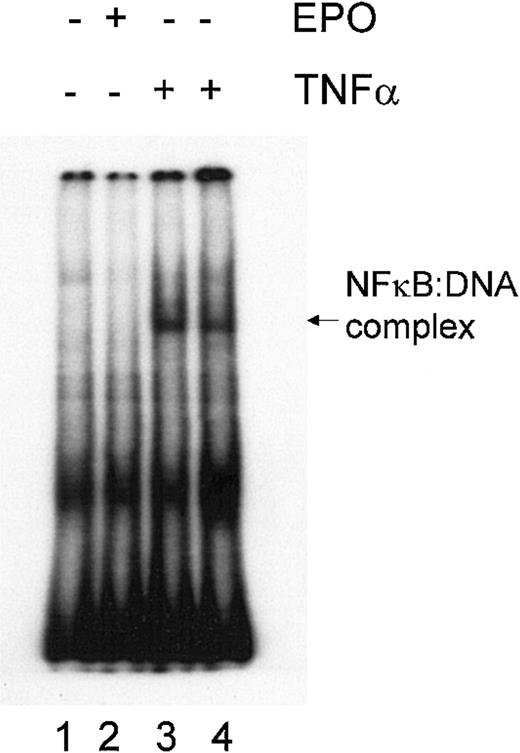 Fig. 8. Lack of NFκB activation in response to EPO. / DP16.1/p53ts cells were left untreated (lane 1), were treated with EPO for 15 minutes (lane 2), or were treated with TNF-α (20 ng/mL) for 15 minutes (lane 3) or 30 minutes (lane 4). NFκB activation was determined using a gel mobility shift assay.