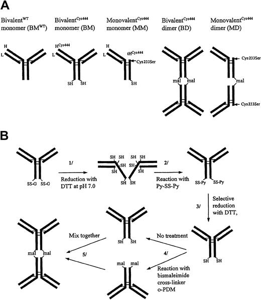Fig. 1. Structures of the humanized (γ1, λ) CD3 mAb monomers and dimers and the reaction scheme for their preparation. / (A) WT indicates bivalent mAb not carrying the Ser444Cys mutation; H, heavy-chain polypeptide; L, light-chain polypeptide; HCys444, heavy-chain polypeptide carrying the Ser444Cys mutation; tHCys444, N-terminally truncated heavy-chain carrying the Cys233Ser and Ser444Cys double mutation; mal,N,N′-1,2-phenylenedimaleimide cross-linkage. (B) Outline of the stages involved in the dimerization procedure. DTT indicates dithiothreitol; Py-SS-Py, 2,2′-dipyridyl disulphide; o-PDM,N,N′-1,2-phenylenedimaleimide; G, blocking groups such as glutathione.