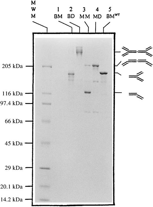 Fig. 2. SDS-PAGE analysis of CD3 mAb monomers and dimers performed under nonreducing conditions. / A 1.5-μg quantity of each sample was run on a 5% to 18% gradient polyacrylamide gradient gel possessing a 4% stacking gel, under nonreducing conditions. The gel was stained with Coomassie blue. Lane 1 (BM), bivalentCys444 monomer; lane 2 (BD), bivalentCys444 dimer; lane 3 (MM), monovalentCys444 monomer; lane 4 (MM), monovalentCys444 dimer; lane 5 (BMWT), bivalentWT monomer; MWM, molecular weight markers. The positions of the bands corresponding to the antibody monomers and dimers are illustrated on the gel.