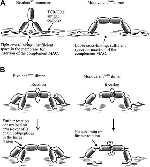 Fig. 7. Models to explain the improved lytic activity of the monovalentCys444 dimer (MD). / (A) Representation of the different cross-linked antigen lattices that might be formed on the cell surface by wild-type bivalent and dimerized monovalent antibody. MAC indicates membrane attack complex. (B) Probable differences in the relative rotational freedom of the Fc regions of the bivalent and monovalent antibody dimers, when bound to CD3 antigen on a cell surface.