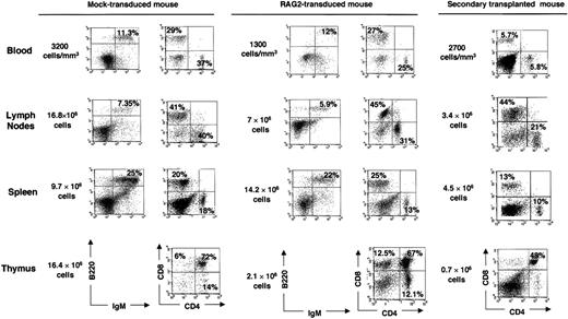Fig. 2. Lymphoid reconstitution after gene transfer. / Flow cytometric analyses and cellularity of lymphoid organs from a mock-transduced mouse, a RAG-2–transduced mouse 6 months after transplantation, and a mouse 3 months after secondary transplantation.