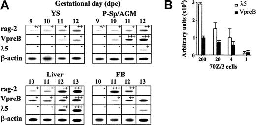 Fig. 1. Expression of lymphoid lineage-specific genes in midgestation (9-13 dpc) mouse embryos. / (A) Gene transcript levels of rag-2, VpreB, λ5, and β-actin in sequential samples of embryo lymphohematopoietic progenitor–containing areas (YS, P-Sp/AGM, liver, and blood), as detected by semiquantitative RT-PCR. After hybridization and densitometric quantification, the means of the relative message levels obtained for rag-2, VpreB, and λ5 were referred to those calculated in simultaneous 13-dpc liver PCR amplifications (as a maximum; n = 6-10 independent samples per organ per gestational day). These results are expressed by the +/− symbols in the figure, which represent −, < 1%; +/−, 1%-10%; +, 10%-40%; ++, 41%-70%; +++, 71%-100%. (B) Sensitivity threshold of λ5- and VpreB-specific RT-PCRs calculated in a titration of the 70Z/3 pre–B-cell line up to the single-cell level. Densitometric quantification of the specific signals obtained in 3 independent experiments; means ± SD are shown.