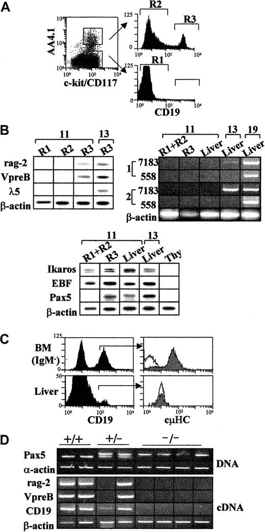 Fig. 3. Lymphoid-specific gene expressions in purified 11- and 13-dpc liver cell populations from normal and Pax5-deficient mice. / (A) The 3-color mAb stainings were done with FITC anti–c-kit, biotinylated anti-AA4.1 and Cy5 anti-CD19 mAbs. The selected cell populations shown in the figure were electronically gated and positively sorted. There were 2 sorting windows set up for c-kit+AA4.1− (R1) and c-kit+AA4.1+ cell populations, as shown in the representative dot plot of the figure. These cell populations were separated on the basis of CD19 Ag signals in c-kit+AA4.1+CD19− (R2) and c-kit+AA4.1+CD19+ (R3) cells (right histograms). The R1 cell population lacked CD19+ cells. (B) Gene expression obtained in purified 11-dpc (R1, R2, R3, R1+R2) and 13-dpc (R3) cell preparations, unseparated 11-, 13-, and 19-dpc liver cells, and adult thymocytes (Thy). The data are representative of 3 independent analyses/sample, and are displayed as in Figure 1. First and second round VDJCμ (VH7183 and VHJ558) PCR reactions (rows 1 and 2, respectively) and β-actin are shown at the right as ethidium bromide gels. (C) Cytoplasmic μHC staining (cμHC) of 11-dpc liver and BM cells. CD19+ surface IgM− (sIgM−) BM cells and CD19+11-dpc liver cells were electronically gated (left histograms) and analyzed for cμHC (right histograms). White and shaded right histograms represent negative and specific signals, respectively. (D) Detection of rag-2, VpreB, and CD19 gene transcripts in representative samples of isolated 11-dpc liver cells from wild-type (+/+), heterozygous (+/−), and homozygous Pax5-deficient (−/−) mouse embryos. The Pax5 genetic background of each embryo was identified with a genomic PCR. Bottom and top bands correspond to the wild-type and mutant Pax5 genes, respectively.41 α-Actin was used as a positive control of genomic DNA content. Rag-2, VpreB, and CD19 gene expressions were obtained with a nested RT-PCR, as described in “Materials and methods.”