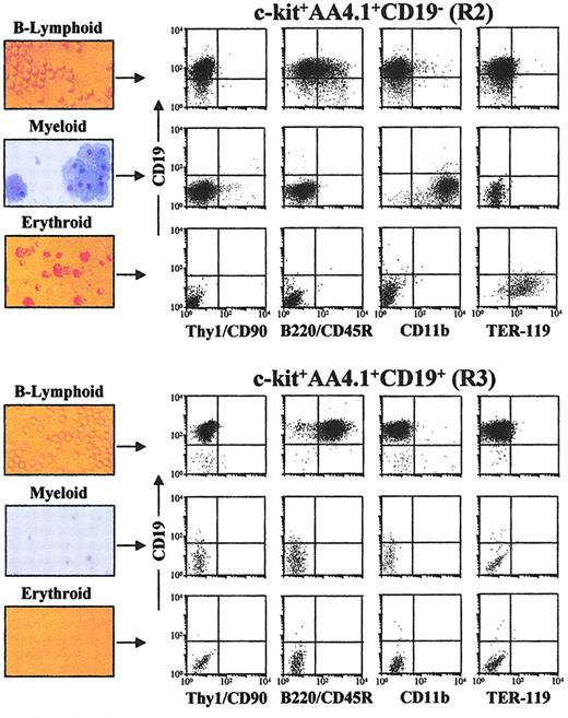 Fig. 4. In vitro differentiation potentials of c-kit+AA4.1+CD19− (R2) and c-kit+AA4.1+CD19+ (R3) cells purified from 11-dpc livers. / Purified R2 and R3 cells were first expanded in vitro (ST2 + IL-7, IL-11, SCF) and then transferred to cultures under B-lymphoid (ST2 + IL-7), myeloid (SCF ± GM-CSF), and erythroid conditions (methlycellulose plus EPO, SCF). Positive wells were counted, photomicrographed, and analyzed by FACS at the end of the culture periods. Left column, light field photomicrographs of the cultures under B-lymphoid (× 20) and erythroid (× 4) conditions, and May-Grünwald-Giemsa photomicrographs from cytospin preparations of the myeloid cultures (× 20). The 2-color FACS analyses were performed as in Figure 2A, by using FITC anti-Thy1, anti-B220 and anti-CD11b, biotinylated anti-TER119, and Cy5 anti-CD19 mAbs.