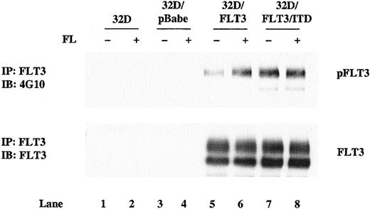 Fig. 1. Ligand-independent phosphorylation of FLT3/ITD in 32D cells. / Total cellular protein extracts derived from 1 × 107parental 32D cells and 32D subclones transduced with the pBabePuro vector, pBabePuro-FLT3, and pBabePuro-FLT3/ITD were immunoprecipitated with anti-FLT3 antibody. Cells were incubated without (lanes 1, 3, 5, 7) and with (lanes 2, 4, 6, 8) FL (100 ng/mL) for 5 minutes before extracts were made. The immunoprecipitates were resolved by 8% SDS-PAGE and subjected to immunoblot analysis with antiphosphotyrosine antibody 4G10 (top panel). The same membrane was stripped and reprobed with anti-FLT3 antibody (bottom panel).