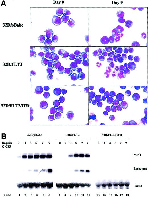 Fig. 2. FLT3/ITD blocks 32D cell morphologic and functional differentiation to granulocytes. / 32D/pBabe, 32D/FLT3, and 32D/FLT3/ITD cells were washed and transferred from medium containing IL-3 (1 ng/mL) to medium containing G-CSF (20 ng/mL) for 9 days. Every other day, fresh G-CSF–containing medium was added to cells to replace the old medium. (A) Cytospins were prepared on days 0 and 9. The cytospins were subjected to Wright-Giemsa staining followed by light microscopy. Original magnification, × 100. (B) Total cellular RNA from 32D/pBabe (lanes 1-6), 32D/FLT3 (lanes 7-12), and 32D/FLT3/ITD (lanes 13-18) cells was prepared from 1 × 107cells after 0, 1, 3, 5, 7, and 9 days in G-CSF. RNA (15 μg) from each time point was then subjected to Northern blotting with MPO, lysozyme, and actin cDNA probes.
