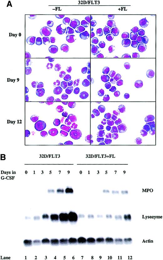Fig. 3. FL stimulation slows the differentiation of 32D cells expressing wild-type FLT3. / 32D/FLT3 cells were washed and transferred from medium containing IL-3 to medium containing G-CSF (20 ng/mL) with and without FL (100 ng/mL) and cultured for 12 days. Fresh medium with G-CSF with and without FL was used to replace the old medium every 48 hours. (A) Cytospins were prepared on days 0, 9, and 12. The morphologic features of the cells were visualized by means of Wright-Giemsa staining followed by light microscopy. Original magnification, × 100. (B) Total cellular RNA was prepared from 1 × 107 32D/FLT3 cells after 0, 1, 3, 5, 7, and 9 days in medium containing G-CSF without FL (lanes 1-6) or with FL (100 ng/mL; lanes 7-12). RNA (15 μg) was then subjected to Northern blotting with MPO, lysozyme, and actin cDNA probes.