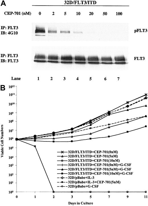 Fig. 4. CEP-701 inhibits the kinase activity of FLT3/ITD and the proliferation of 32D/FLT3/ITD cells. / (A) 32D/FLT3/ITD cells were treated with CEP-701 at increasing concentrations for 1 hour at 37°C. Cell lysates were immunoprecipitated with anti-FLT3 antibody and immunoblotted with antiphosphotyrosine antibody (top panel). The same membrane was then stripped and probed with anti-FLT3 antibody (bottom panel). (B) Effects of CEP-701 on the growth of 32D/FLT3/ITD cells and 32D/pBabe cells were evaluated by counting the number of viable cells for 11 days. 32D/FLT3/ITD cells were seeded at an initial density of 2 × 105/mL in 10% FCS/RPMI medium supplemented with various concentrations of CEP-701 with and without G-CSF (20 ng/mL). 32D/pBabe cells were seeded at the same density in medium containing IL-3 (1 ng/mL) either with or without CEP-701 (5 nM), or G-CSF. The medium was replenished every other day, and the cell densities were adjusted to 2 × 105/mL. Viable cells were counted on the basis of trypan blue exclusion. Results shown are the means from triplicate assays.