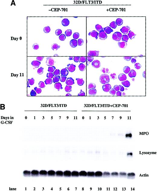 Fig. 5. CEP-701 overcomes the FLT3/ITD-mediated block of differentiation in 32D/FLT3/ITD cells. / 32D/FLT3/ITD cells were treated with or without CEP-701 (5 nM) in the presence of G-CSF (20 ng/mL) for 11 days. Every other day, fresh medium containing G-CSF with or without CEP-701 was added to cells to replace the old medium. (A) Cytospins were prepared on days 0 and 11. The morphologic features of the cells were visualized by means of Wright-Giemsa staining followed by light microscopy. Original magnification, × 100. (B) Total cellular RNA was prepared from 1 × 107 cells on days 0, 1, 3, 5, 7, 9, and 11 of culture without (lanes 1-7) or with (lanes 8-14) CEP-701. RNA (15 μg from each sample) was then subjected to Northern blotting with MPO, lysozyme, and actin cDNA probes.