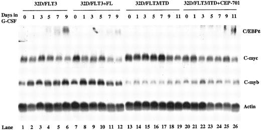 Fig. 6. Regulation of C/EBPε, c-myc, and c-myb in 32D/FLT3 and 32D/FLT3/ITD cells. / 32D/FLT3 cells were washed and transferred from medium containing IL-3 to medium containing G-CSF (20 ng/mL) without (lanes 1-6) or with (lanes 7-12) FL (100 ng/mL) and cultured for 9 days. 32D/FLT3/ITD cells were treated without (lanes 13-19) or with (lanes 20-26) CEP-701 (5 nM) in the presence of G-CSF (20 ng/mL) for 11 days. Every other day the medium was replaced. Total cellular RNA was extracted from 1 × 107 32D/FLT3 cells on days 0, 1, 3, 5, 7, and 9. Total cellular RNA was also prepared from 1 × 107 32D/FLT3/ITD cells on days 0, 1, 3, 5, 7, 9, and 11. RNA (15 μg from each sample) was then subjected to Northern blotting with C/EBPε, c-myc, c-myb, and actin cDNA probes.