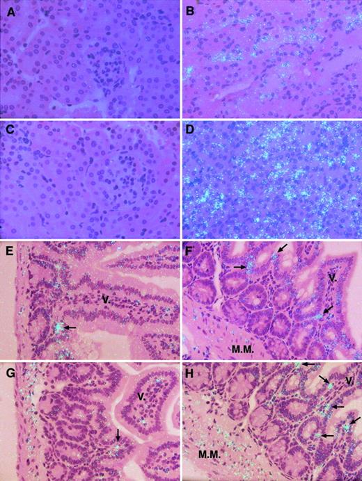 Fig. 3. In situ hybridization analysis of TF mRNA in the kidneys and small intestines of control and stressed mice. / Kidneys were harvested from 8-week-old and 12-month-old mice before and after 20 hours of restraint stress. Small intestines were also harvested from 8-week-old and 24-month-old mice before and after 20 hours of restraint stress. Both tissues were analyzed by in situ hybridization with the use of 35S-labeled cRNA probes as described in “Materials and methods.” The hybridization signal for TF mRNA corresponds to the light blue dots in panels B,D-H. (A-D) Kidneys of the unstressed (A, 8 weeks old; C, 12 months old) and stressed (B, 8 weeks old; D, 12 months old) mice. (E-H) Small intestines of the unstressed (E, 8 weeks old; G, 24 months old) and stressed (F, 8 weeks old; H, 24 months old) mice. Arrows indicate cells that are strongly positive for TF mRNA. M.M. indicates muscularis mucosae; V., villous core. All slides were exposed for 10 weeks at 4°C. Original magnification × 400.