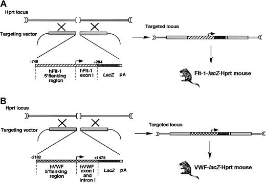 Fig. 1. Generation of Hprt-targeted Flt-1-lacZand VWF-lacZ transgenic mice. / (A) Schematic representation of the Flt-1-lacZ construct and Hprt locus targeting system. (B) Schematic representation of the VWF-lacZ construct and Hprt locus targeting system. Arrows indicate the transcriptional start sites.