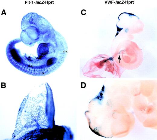 Fig. 2. Comparative whole mount lacZ staining of E10.5 embryos from Flt-1-lacZ-Hprt and VWF-lacZ-Hprt mice. / Flt-1-lacZ-Hprt embryo (A) and yolk sac (B), and VWF-lacZ-Hprt embryo (C-D) were harvested and processed forLacZ staining in parallel. Arrow indicates the umbilical vessel. Da indicates dorsal aorta; iv, intersomitic vessels; and cv, caudal veins.