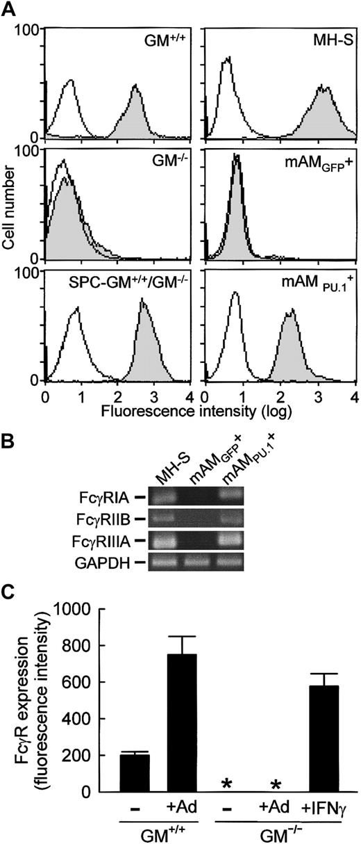 Fig. 2. FcγR expression on AMs is regulated by levels of GM-CSF in the lungs and expression of PU.1 in AMs, and levels are increased during pulmonary infection by adenovirus. / (A) FcγR expression on primary AMs (GM+/+, GM−/−, SPC-GM+/+/GM−/−) or cultured AMs (MH-S, mAMGFP+, mAMPU.1+) was quantified by FACS as described in “Materials and methods.” Shown are data for FcγRII/III-specific antibodies (shaded histogram) and isotype controls (open histogram). Differences in autofluorescence among cultured AM cell lines, due in part to the presence of the GFP marker in mAMGFP+ and mAMPU.1+, have been compensated. Results are representative of 4 separate determinations in AMs from mice analyzed individually. (B) The cultured AM cell line from GM−/− mice (mAMGFP+) failed to express mRNA for either activating (FcγRIA, FcγRIIIA) or inhibiting (FcγRIIB) FcRs, but expression was stimulated by PU.1 as shown in mAMPU.1+ cells. Total RNA was prepared from cultured AM cell lines (MH-S, mAMGFP+, mAMPU.1+) and subjected to RT-PCR analysis using gene-specific primers as described in “Materials and methods.” Shown are photographs of ethidium bromide–stained RT-PCR reaction products separated on 2% agarose gels. H20 PCR controls were negative (not shown). This experiment was repeated twice with identical results. (C) Primary AMs were recovered 36 hours after pulmonary adenoviral infection of GM+/+ or GM−/− mice, and levels of FcγR expression were assessed as above. Levels of FcγR on AMs are represented as the mean fluorescence intensity as determined using the FcγRII/III-specific antibody. Data represent means ± SEM; n = 4 mice per group; AMs from each mouse were analyzed individually. Differences in FcγR expression on AMs from infected and uninfected GM+/+ mice were significant (P < .001). FcγR expression was not detected (*) on GM−/− AMs in the absence or presence of adenovirus infection. AMs recovered from GM−/− mice and exposed ex vivo to IFN-γ for 24 hours showed a marked up-regulation of cell-surface FcγRII/III expression at levels significantly different from untreated mice (P < .001).