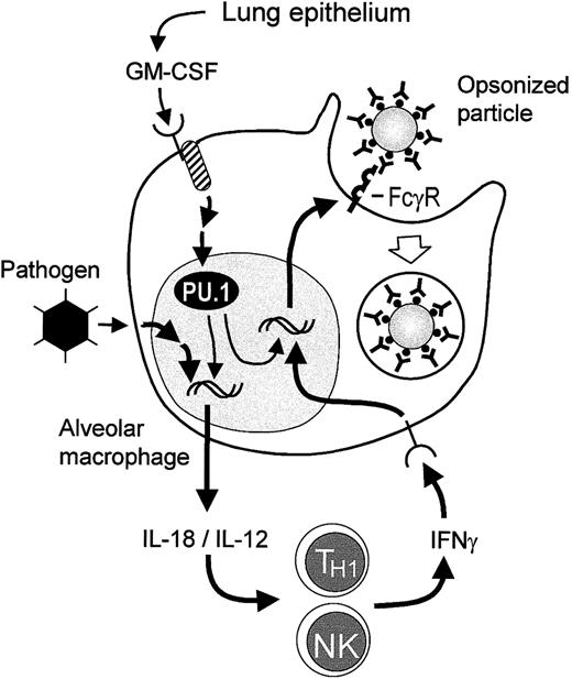 Fig. 5. Proposed model for regulation of FcγR-mediated phagocytosis in resting and activated AMs. / In GM+/+ mice, GM-CSF is released constitutively by respiratory epithelium and other cells in the lung and interacts with receptors on AM precursors, maintaining the presence of the transcription factor PU.1 in AMs. High levels of PU.1 in AMs promote their terminal differentiation,20 including stimulation of expression of FcγRs, thus enabling constitutive FcγR-mediated phagocytosis. Exposure to pathogens such as adenovirus stimulates AMs to release IL-18 and IL-12, both of which are potent stimulators of IFN-γ release by TH1 and NK cells during adenovirus infection of the respiratory tract.30 IFN-γ then interacts with receptors on AMs and stimulates increased FcγR expression, resulting in increased FcγR-mediated phagocytosis. In GM−/− mice, PU.1 levels in AMs are deficient due to the absence of GM-CSF in the lungs.20 Because IL-18 expression in AMs requires PU.1, pathogen exposure of AMs in the lungs of GM−/− mice does not result in release of IL-18. Although NK cells from GM−/− mice are capable of cytokine-stimulated IFN-γ release,32 in the absence of such a stimulus IFN-γ release does not occur in pathogen-exposed GM−/− mice and thus is not present to stimulate FcγR or FcγR-mediated phagocytosis by AMs.