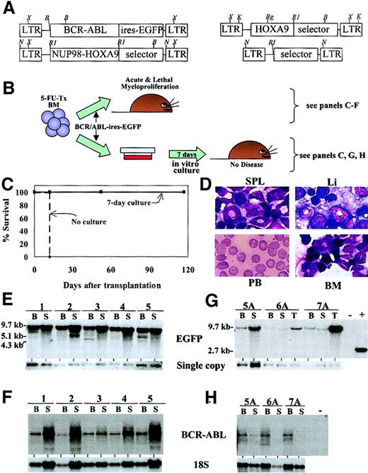 Fig. 1. A 7-day culture system that eliminates acute lethal myeloproliferation induced by the transplantation of bone marrow cells engineered to overexpress BCR-ABL. / (A) Schematic representation of the different retroviruses used in these studies. Selector genes were the enhanced green fluorescent protein (EGFP), the red fluorescent protein (RFP), or the neomycin-resistance gene. B indicates BamHI; Bg,BglII; RI, EcoRI; K, KpnI; N,NheI; X, XbaI. RFP in the selector gene shown for the restriction mapping of the NUP98-HOXA9 andHOXA9 retroviruses. (B) Description of the 7-day culture protocol used to eliminate the acute myeloproliferative syndrome induced by transplanting BM cells engineered to overexpressBCR-ABL. (C) Survival curve of recipients of 2 × 105 BCR-ABL–transduced BM cells grown (solid line) or not (dashed line) for 7 days in vitro with hemopoietic growth factors. (D) Cytological analysis of bone marrow (BM), liver (Li), spleen (SPL), and peripheral blood (PB) specimens showing the acute and lethal myeloproliferative disease developing in recipients of BCR-ABL–transduced cells transplanted immediately following coculture on viral producers. The spleen is infiltrated by myeloid precursors (EGFP+) that are barely detectable in the PB. Original magnification × 40; stain, Wright Giemsa. (E) Southern blot analyses demonstrating the integrated provirus (top blots) in the DNA isolated from the BM (B) or spleen (S) of recipients of BCR-ABL–transduced cells (nos. 1-5). DNA was digested with XbaI (panels E and G). The bands smaller than 9.7 kb probably represent several clones that harbor rearranged proviruses. Panels F and H depict Northern blot analyses to demonstrate expression level of BCR-ABL in the various samples as detailed in panels E and G. T indicates thymus. Exposure times are 12 hours for panel F and 8 days for panel H. 18S RNA probe is exposed for the same time for all lanes. The “minus” lane indicates 10 μg RNA isolated from spleen-derived cells from an unmanipulated syngenic mouse. Panel G shows Southern blot analysis of genomic DNA isolated from recipients that received 2 × 105(day “0”) BCR-ABL–transduced BM cells grown for 7 days in vitro prior to transplantation. Note the large variation in exposure time from 12 hours for mice 1 to 5 to 3 days for mice 5A to 7A. The mouse identification numbers in this figure correspond to those shown in Table 1. Single copy is from the endogenous actingene: exposure times for membranes exposed to actin are identical. The “−” lane indicates 10 μg DNA isolated from the spleen of a syngenic control mouse, and the “+” sign is a positive control for hybridization consisting of 20 pg KpnI-digested retroviral plasmid no. 652 (“Materials and methods”) generating a 2.7-kb fragment.