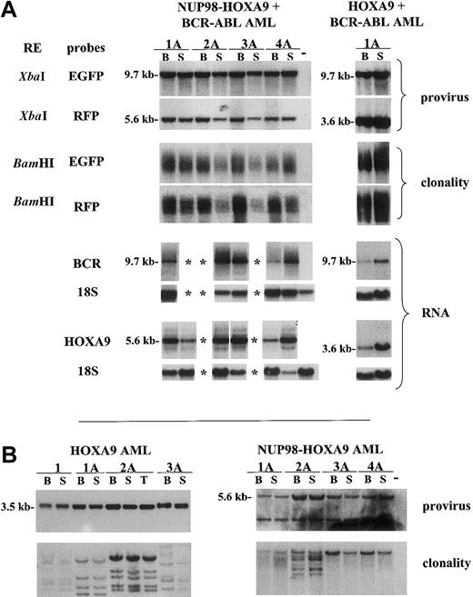 Fig. 4. Sufficiency of NUP98-HOXA9 andBCR-ABL for full transformation of mouse bone marrow cells. / (A) Top 4 rows: Southern blot analyses of DNA isolated from the bone marrow (B) and spleen (S) of recipients of NUP98-HOXA9 plusBCR-ABL (left) or HOXA9- plusBCR-ABL–transduced cells (right). Mice were killed when acute leukemia was apparent (ie, at 7 and 9 days after transplantation, respectively). DNA was digested with the indicated restriction enzyme (RE; Figure 1A shows a schematic representation of the integrated provirus). Note the smears in the 3rd and 4th rows (from top) indicating the polyclonal nature of the different leukemias. Bottom 4 rows: Northern blot analyses of RNA isolated for the same mice and hybridized to probes specific to BCR-ABL (BCR)and HOXA9 as indicated. Exposure times were 12 hours(BCR-ABL) and 4 days (HOXA9). (B) Southern blot analyses of DNA isolated from the bone marrow (B) and spleen (S) of recipients of HOXA9-transduced (left) orNUP98-HOXA9–transduced (right) cells killed when acute leukemia was apparent. For HOXA9, DNA was digested withKpnI (for proviral integrity) and with BglII (for clonal analysis). For NUP98-HOXA9, DNA was digested withXbaI and BamHI to test proviral integrity and clonal analysis, respectively. EGFP and RFP probes were used to hybridize DNA isolated from HOXA9- andNUP98-HOXA9–induced leukemias, respectively. Minus signs are as indicated in Figure 1. *Indicates data not available.