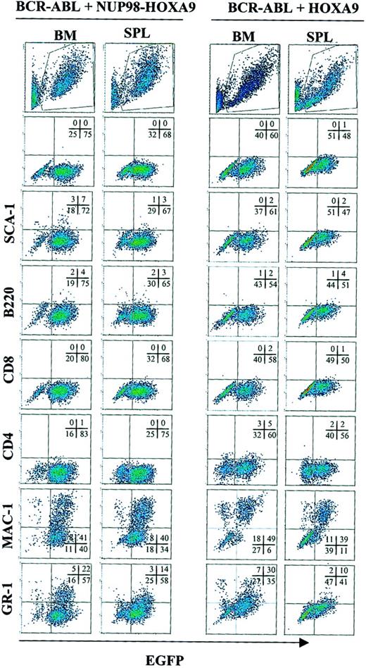 Fig. 5. Phenotypical analysis of acute myeloid leukemias developing in recipients of BCR-ABL– andNUP98-HOXA9– or HOXA9-transduced cells. / Ten thousand cells were analyzed per specimen. Each scattergram is a representative of 4 mice similarly analyzed.