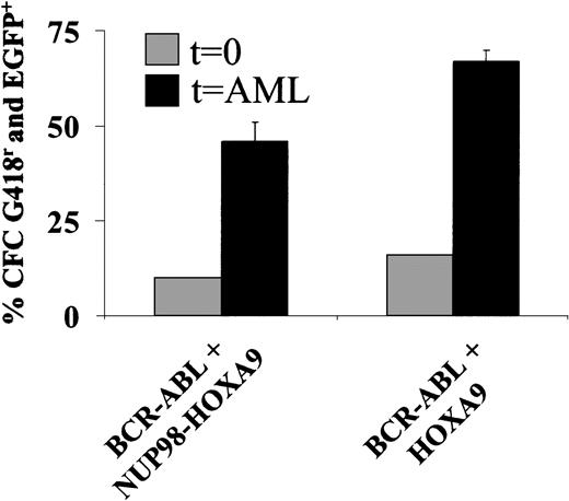 Fig. 6. Genetic interaction of NUP98-HOXA9 orHOXA9 with BCR-ABL to transform mouse BM cells. / The proportion of doubly transduced (ie, G418-resistant and EGFP-expressing) colony-forming cells (CFCs) increased from between 10% and 16% at the time of transplantation to between 46% and 67% at the time leukemia occurred in primary recipients. The selector gene was neor forNUP98-HOXA9 or HOXA9 provirus (Figure 1A) and EGFP for BCR-ABL (n = 3 mice for NUP98-HOXA9plus BCR-ABL; n = 2 mice for HOXA9plus BCR-ABL). At least 30 colonies were examined per mouse. Untransduced BM cells failed to grow in the presence of G418.
