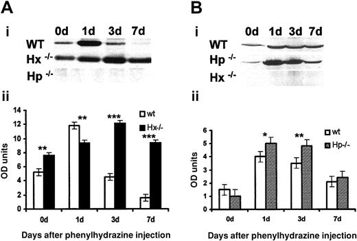 Fig. 1. Expression of Hp and Hx in the plasma of Hx-null and Hp-null mice, respectively. / (A) Hp expression. (i) A representative Western blot of plasma proteins of a wild-type, an Hx−/−, and an Hp−/− mouse assayed for Hp expression under basal conditions and after φhyd injection. (ii) Densitometric analyses of separate Western blots. Three mice of each genotype were analyzed at each time point. (B) Hx expression. (i) A representative Western blot of plasma proteins of a wild-type, an Hp−/−, and an Hx−/− mouse assayed for Hx expression under basal conditions and after φhyd injection. (ii) Densitometric analyses of separate Western blots. Three mice of each genotype were analyzed at each time point. *P < .02, **P < .01, ***P < .001.