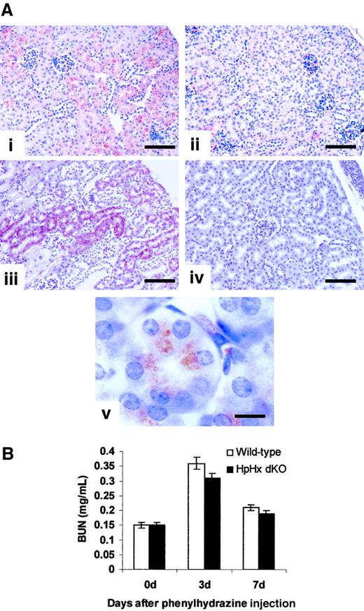 Fig. 2. Analysis of the kidney after acute hemolysis. / (A) Kidney sections of 2 wild-type (i,iii) and 2 HpHx dKO (ii,iv) mice one day after φhyd (i-ii) or Hb (iii-iv) injection processed by immunohistochemistry with an anti-Hb antibody. Note Hb accumulation in proximal tubules of wild-type mice after both φhyd and Hb injection. Hb immunoreactivity is localized near the apical membrane in the endosomal/lysosomal compartment (v). Scale bars: i-iv, 100 μm; v, 20 μm. (B) BUN serum levels of wild-type and HpHx dKO mice under basal conditions and after acute hemolysis. Three mice of each genotype were analyzed at each time point. No significant differences were detectable.