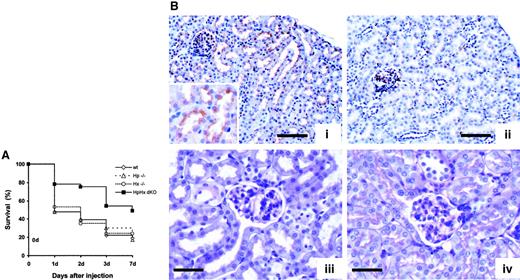 Fig. 3. Analysis of mice of all genotypes after a lethal hemolytic stimulus. / (A) Percent survival of wild-type, Hp-null, Hx-null, and HpHx dKO mice subjected to φhyd-induced hemolysis. Mice were injected with a single dose of φhyd of 0.2 mg/g body weight. Each group consisted of 60 mice. Differences between wild-type and single KO mice were not significant. Differences between wild-type and HpHx dKO mice were significant at each time point (P < .01). (B) Kidney sections of a wild-type (i,iii) and an HpHx dKO (ii,iv) mouse one day after an injection of 0.2 mg/g body weight of φhyd processed by immunohistochemistry with an anti-Hb antibody (i-ii) and by PAS staining (iii-iv). Note Hb deposition in proximal tubular cells in the wild-type mouse (more evident in the insert at a higher magnification of × 400) that results in tubular degeneration evidenced by brush border loss and flattened epithelium. Scale bars: i-ii, 100 μm; iii-iv, 50 μm.