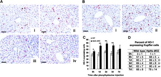 Fig. 5. Analysis of Hb accumulation and HO-1 expression in the liver after acute hemolysis. / (A) Liver sections of 2 wild-type (i,iii) and 2 HpHx dKO (ii,iv) mice one day after φhyd (i-ii) or Hb (iii-iv) injection processed by immunohistochemistry with an anti-Hb antibody. Note Hb accumulation in Kupffer cells of both wild-type and HpHx dKO mice. Scale bars = 100 μm in all subpanels. (B) Liver sections of a wild-type (i) and an HpHx dKO (ii) mouse one day after φhyd injection processed by immunohistochemistry with an anti–HO-1 antibody. Note the higher number of HO-1–expressing cells in the HpHx dKO mouse than in the wild-type mouse. Scale bars = 100 μm in both subpanels. (C) Number of HO-1–positive cells per microscopic field: cells were counted as reported in “Materials and methods.” At least 4 animals per genotype at each time point were analyzed. *P < .01, **P < .001. (D) Percent of Kupffer cells expressing HO-1: consecutive liver sections were stained with the anti-F4/80 or anti–HO-1 antibodies, and positive cells were counted as reported in “Materials and methods.” At least 3 animals per genotype at each time point were analyzed. *P < .01; **P < .001.