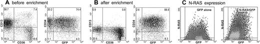 Fig. 1. Enrichment and characterization of N-Ras*–transduced erythroid cultures. / (A) Representative dot plots showing the 4-color immunophenotypic status of N-Ras*–transduced cultures: (left) CD13-PE versus CD36-APC on whole population; (right) CD34-perCP-Cy5.5 versus GFP (gated on CD13− population). Numbers within plots represent percentage of cells within each quadrant; quadrants delimit background fluorescence of control-stained/mock-transduced cells. (B) Corresponding plots following enrichment of GFP+CD13− cells (each plot shows whole population). Similar data were generated from control cultures expressing GFP alone (not shown). (C) Representative density plots showing expression of N-Ras protein and GFP in control (GFP alone) and N-Ras*–transduced day 7 erythroid cultures. Similar results were obtained from day-14 EPO-replete cultures (not shown). Note that fixation/permeabilization conditions were optimized for detection of the N-Ras antigen; the fluorescence of GFP was reduced by approximately 10-fold compared with fresh cells.
