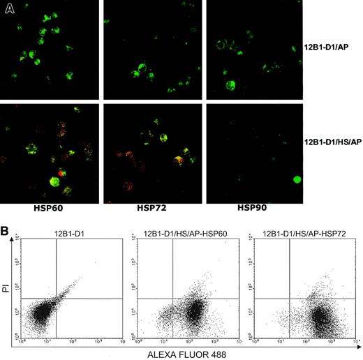 Fig. 1. Stressed apoptotic tumor cells express membrane HSPs. / (A) Nonstressed or heat-stressed (42°C, 1 hour) 12B1-D1 cells were treated with AP20187 for 4 to 6 hours and then washed. Surface expression of specific antigens was determined by incubating with anti-HSP72, anti-HSP60, or anti-HSP90 monoclonal antibodies followed by staining with Cy3-conjugated affiniPure F(ab′)2 fragment goat antimouse IgG. Stained cells were washed and further stained with annexin V–FITC. Cells were then washed and transferred onto microscopic slides using cytospin centrifugation followed by examination under confocal laser microscopy. Original magnification × 63, oil objective. (B) For flow cytometry, the secondary antibody was F(ab′)2 fragment goat antimouse IgG conjugated with ALEXA FLUOR 488. Following staining with secondary antibody, the cells were further stained with the vital dye propidium iodide (PI) and analyzed by flow cytometry (12B1-D1/AP indicates 12B1-D1 cells treated with AP20187; 12B1-D1/HS/AP indicates heat-stressed 12B1-D1 cells treated with AP20187).