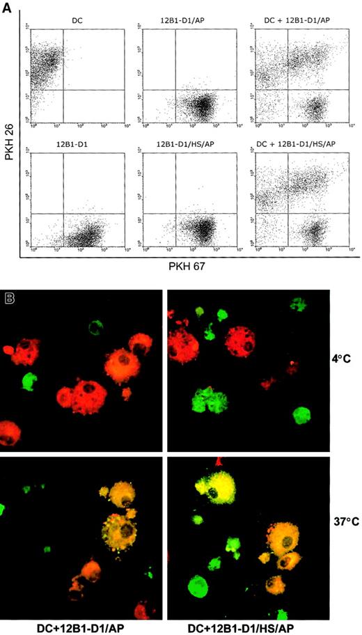 Fig. 2. Nonstressed and stressed apoptotic 12B1-D1 cells are taken up by DCs. / DC and 12B1-D1 cells were stained with PKH 26 and PKH 67, respectively. PKH 67-stained nonstressed or heat-stressed 12B1-D1 cells were then treated with AP20187 for 6 hours to induce apoptosis. DCs were cocultured with nonstressed or stressed apoptotic cells for 18 hours and then examined by (A) flow cytometry or (B) confocal laser microscopy. Original magnification × 63, oil objective. Representative data from 1 of 3 experiments are shown.